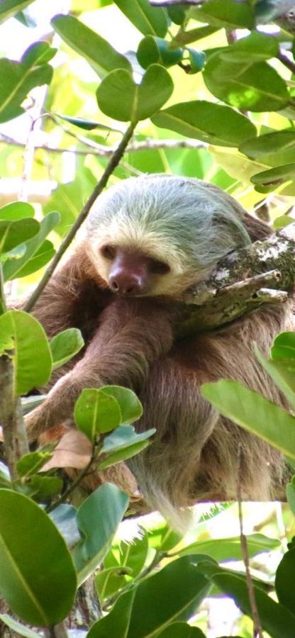 Cabinas El Muellecito Tortuguero Dış mekan fotoğraf