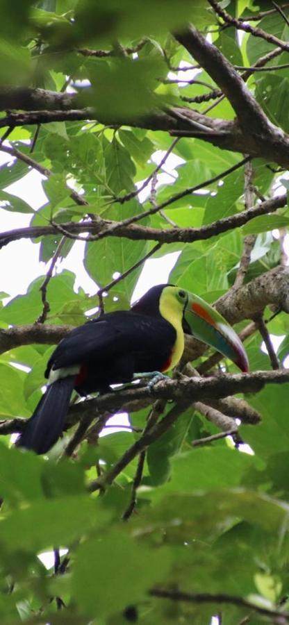 Cabinas El Muellecito Tortuguero Dış mekan fotoğraf